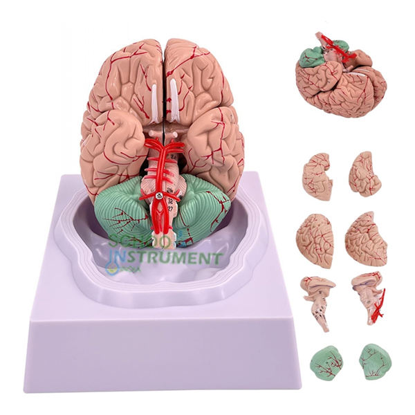 Brain Model, 8-Part